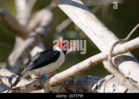 Vögel, Kardinal-Mitleid-Sumpfland, Pantanal, Mato Grosso do Sul, Brasilien Stockfoto