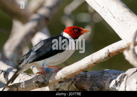 Vögel, Kardinal-Mitleid-Sumpfland, Pantanal, Mato Grosso do Sul, Brasilien Stockfoto