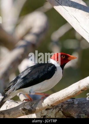 Vögel, Kardinal-Mitleid-Sumpfland, Pantanal, Mato Grosso do Sul, Brasilien Stockfoto