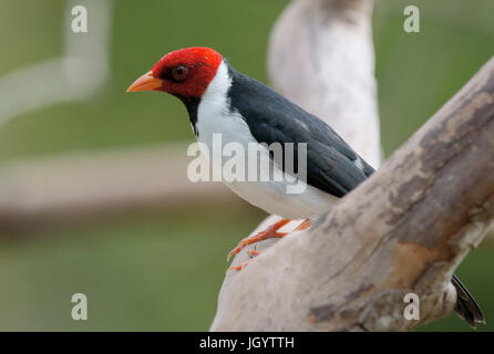 Vögel, Kardinal-Mitleid-Sumpfland, Pantanal, Mato Grosso do Sul, Brasilien Stockfoto