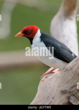 Vögel, Kardinal-Mitleid-Sumpfland, Pantanal, Mato Grosso do Sul, Brasilien Stockfoto