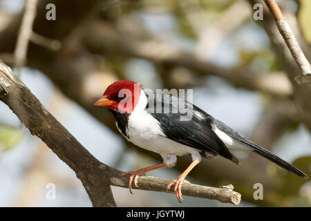 Vögel, Kardinal-Mitleid-Sumpfland, Pantanal, Mato Grosso do Sul, Brasilien Stockfoto