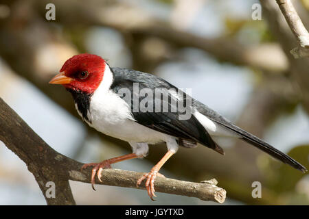 Vögel, Kardinal-Mitleid-Sumpfland, Pantanal, Mato Grosso do Sul, Brasilien Stockfoto