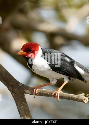 Vögel, Kardinal-Mitleid-Sumpfland, Pantanal, Mato Grosso do Sul, Brasilien Stockfoto