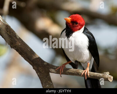 Vögel, Kardinal-Mitleid-Sumpfland, Pantanal, Mato Grosso do Sul, Brasilien Stockfoto