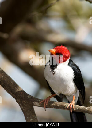 Vögel, Kardinal-Mitleid-Sumpfland, Pantanal, Mato Grosso do Sul, Brasilien Stockfoto