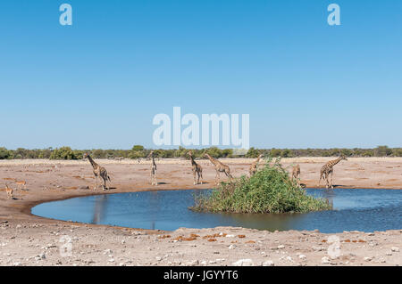 Sieben namibischen Giraffen, Giraffa Plancius Angolensis, an einer Wasserstelle im Norden Namibias Stockfoto