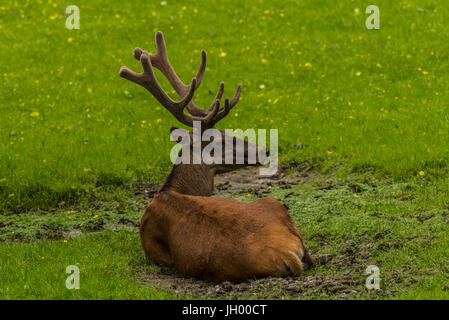 Rothirsch in Białowieża Wald Bialowieski Park Narodowy in Polen Stockfoto