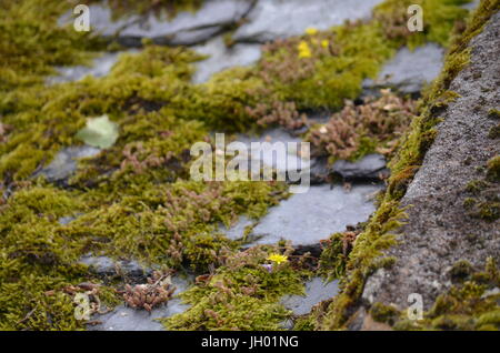 Moos auf alten Fliesen Stockfoto