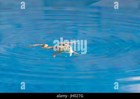 Pool Frosch Stockfoto