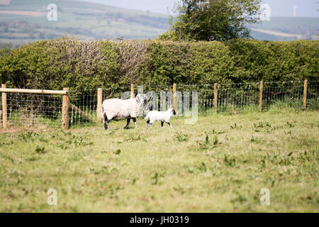 Ewe in Rasenfläche mit ihr Lamm neben ihr gerade die Kamera stand teilweise geschoren Stockfoto