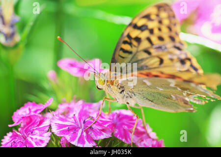 Distelfalter Schmetterling auf roten Blüten. Makro Nahaufnahme von einem bunten Schmetterling (Vanessa Cardui) auf eine lila Blume Stockfoto