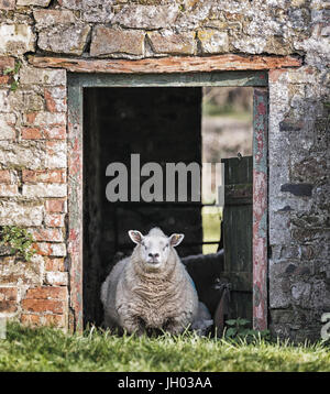 Schaf, Stand in einer Tür von einem verlassenen Bauernhof außerhalb in einem Feld in Wales, Vereinigtes Königreich Stockfoto