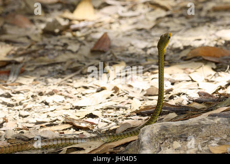 Schlange, Tier, Chapada Diamantina, Bahia, Brasilien Stockfoto