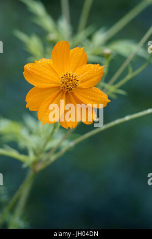 Blume, Cosmos Blume, Vale do Paty, Chapada Diamantina, Bahia, Brasilien Stockfoto