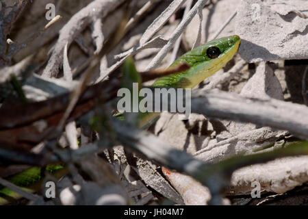 Schlange, Tier, Chapada Diamantina, Bahia, Brasilien Stockfoto