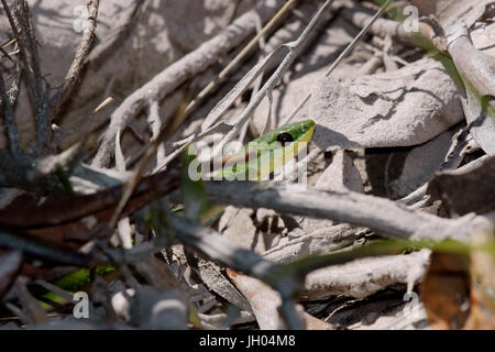 Schlange, Tier, Chapada Diamantina, Bahia, Brasilien Stockfoto