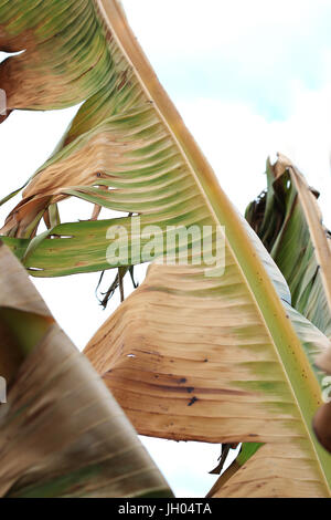 Frost beschädigt Ensete Ventricosum verlässt abessinische Banane Palm auf weißen Hintergrund isoliert Stockfoto