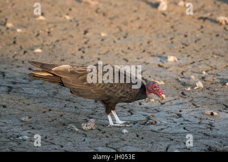 Türkei Geier, (Cathartes Aura), Aufräumvorgang Krebse aus einem trocknenden Sumpf.  Bosque del Apache National Wildlife Refuge, New Mexico, USA. Stockfoto