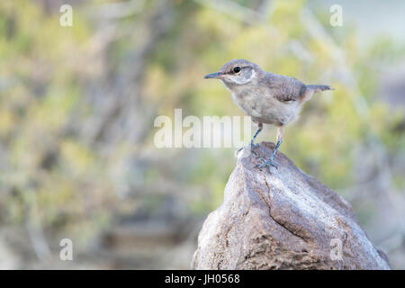 Rock Wren, (Salpinctes Obsoletus), Ojito Wildnis, Sandoval co., New Mexico, USA. Stockfoto