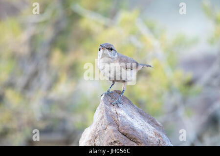 Rock Wren, (Salpinctes Obsoletus), Ojito Wildnis, Sandoval co., New Mexico, USA. Stockfoto