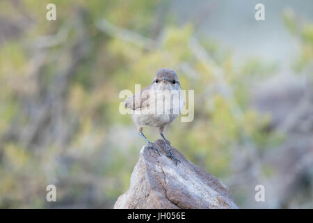 Rock Wren, (Salpinctes Obsoletus), Ojito Wildnis, Sandoval co., New Mexico, USA. Stockfoto