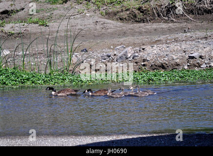 Erwachsenen Kanadagänse führen ihre Gänsel Alameda Creek, Union City, Kalifornien, Vereinigte Staaten Stockfoto