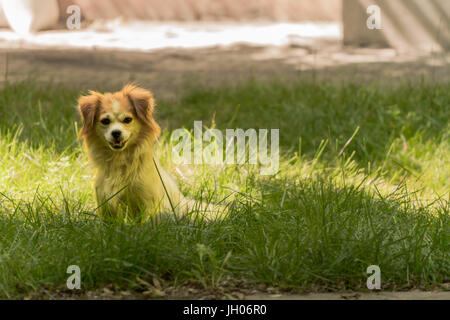 Hundesitting auf Rasen unter Tageslicht mit der Basis eines Mehrfamilienhauses im Hintergrund. Stockfoto