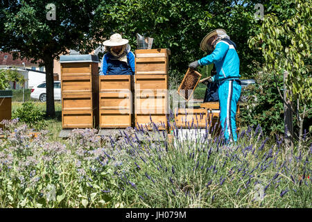 Imker arbeiten in einem Bienenkorb fügt Bilder, Bienen zu beobachten. Bienen auf den Waben. Bilder von einem Bienenstock. Imkerei-Konzept Stockfoto