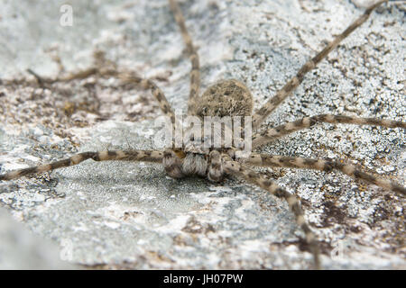 Spinne, Natur, Serra do Mar State Park, Núcleo Santa Virgínia, São Paulo, Brasilien Stockfoto