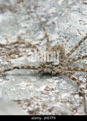 Spinne, Natur, Serra do Mar State Park, Núcleo Santa Virgínia, São Paulo, Brasilien Stockfoto