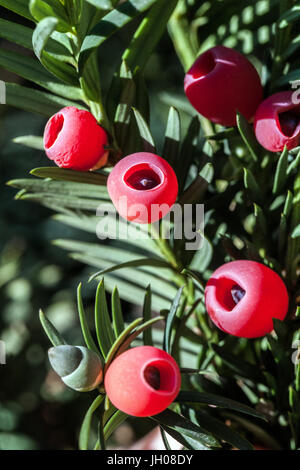 Taxus baccata, europäische Eibenbeeren Stockfoto