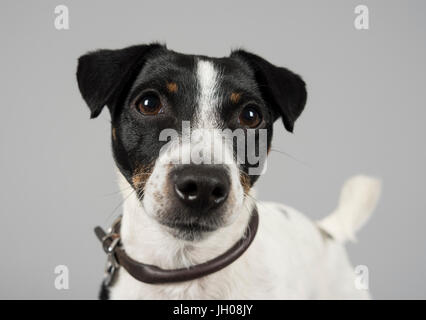 Foto eines Jack russell Terrier (Großbritannien) Stockfoto