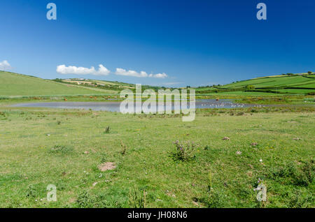 Seevögel und Kühen Teilen Wasser Pools in South Milton Sands im Thurlestone, South Hams, Devon Stockfoto