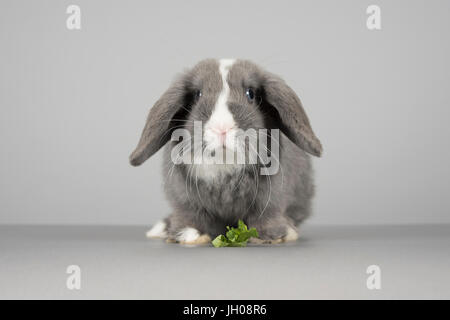 Mini-Loptier (12 Wochen alt) Kaninchen, UK. Stockfoto