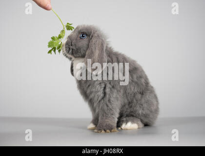 Mini-lop Haustier Kaninchen Auschecken einige frische Koriander. Das Kaninchen ist männlich & 12 Wochen alt, UK. Stockfoto