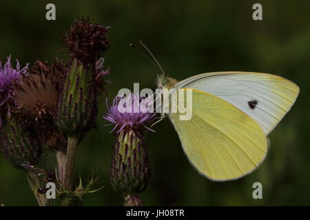 Kleine weiße Schmetterling Nectaring auf einer Distel Stockfoto