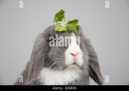 Mini-Loptier-Kaninchen mit einem Koriander-Fascinator auf dem Kopf! Das Kaninchen ist 12 Wochen alt, UK. Stockfoto