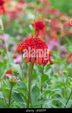 Echinacea 'hot Papaya"Blume. Sonnenhut Stockfoto