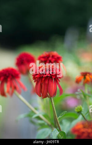 Echinacea 'hot Papaya"Blume. Sonnenhut Stockfoto