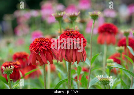 Echinacea 'hot Papaya"Blume. Sonnenhut Stockfoto