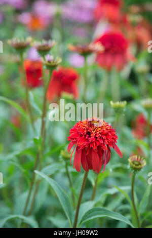 Echinacea 'hot Papaya"Blume. Sonnenhut Stockfoto