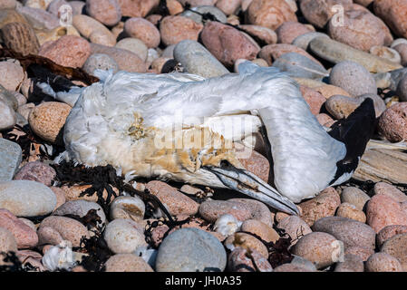 Tot Basstölpel (Morus Bassanus) angeschwemmt am Kiesstrand Stockfoto