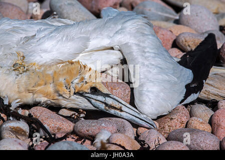 Tot Basstölpel (Morus Bassanus) angeschwemmt am Kiesstrand Stockfoto