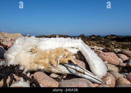 Tot Basstölpel (Morus Bassanus) angeschwemmt am Kiesstrand Stockfoto