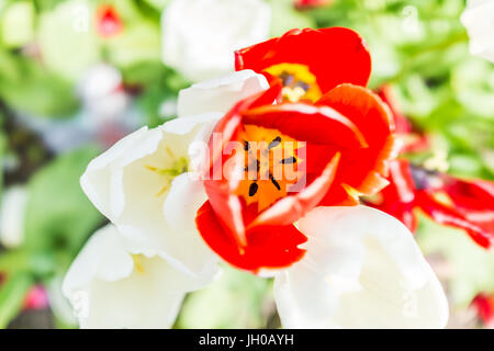 Flache Ansicht innerhalb des schönen roten und weißen Tulpen Makro Nahaufnahme mit Bokeh im Frühling oder Sommer Stockfoto