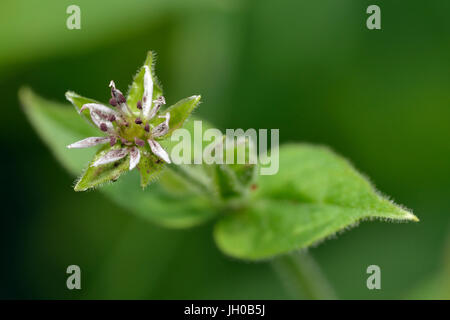 Wasserdarm - Myosoton Aquaticum kleine weiße Feuchtgebiet Blume Stockfoto