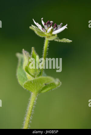 Wasserdarm - Myosoton Aquaticum kleine weiße Feuchtgebiet Blume Stockfoto