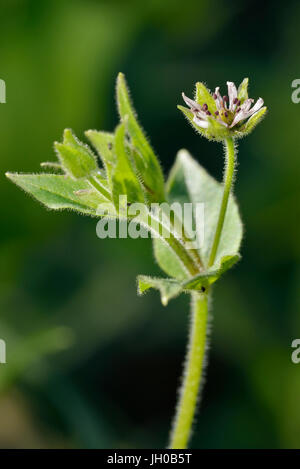 Wasserdarm - Myosoton Aquaticum kleine weiße Feuchtgebiet Blume Stockfoto