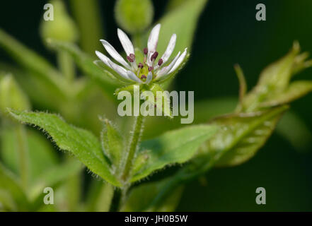 Wasserdarm - Myosoton Aquaticum kleine weiße Feuchtgebiet Blume Stockfoto